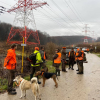 Poľovníci ulovili troch diviakov